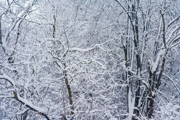 Snow covered tree branches. Winter outdoors landscape. Snowy