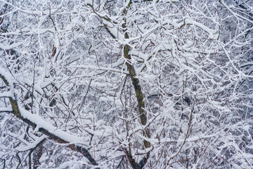 Snow covered tree branches. Winter outdoors landscape. Snowy