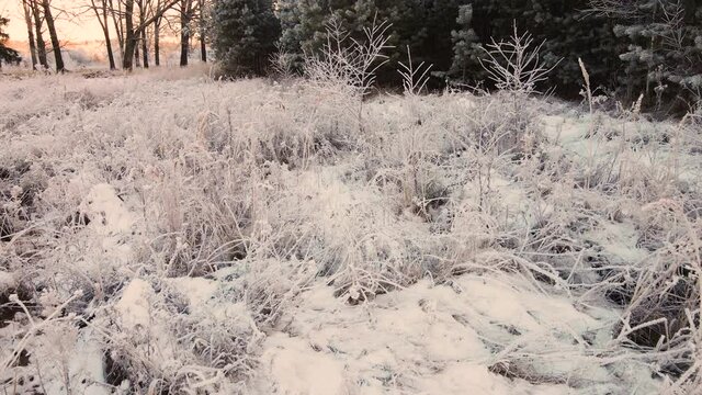 Low flight over a clearing with shrubs covered with hoarfrost. The quadcopter explores the harmony of nature. Cold forest in winter at sunset. Sunlight effectively illuminates the snow at dusk.