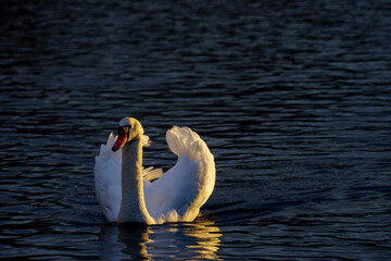 swan on the lake