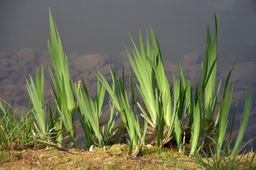 湖畔の緑