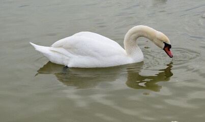 A swan in shallow water gets food by filtering water through its beak

