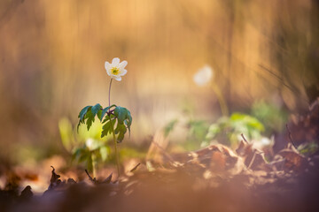 Beautiful white wood anemone flowers on a forest ground. Shallow depth of field, wide negative space. Anemone nemorosa in natural habitat in Northern Europe.