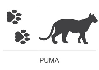 Silhouette and footprints of a puma(cougar). Vector illustration on a white background. © OnD