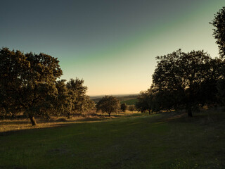 Fototapeta na wymiar holm oak field at sunset with green soil