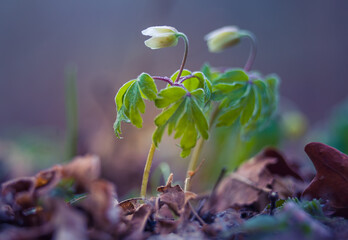 Beautiful white wood anemone flowers on a forest ground. Shallow depth of field, wide negative space. Anemone nemorosa in natural habitat in Northern Europe.
