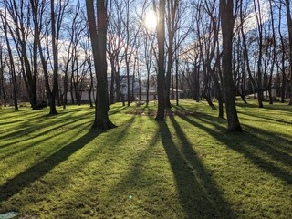 Trees in park