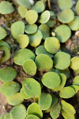 Climbing plant, Sunshine Coast, Queensland, Australia