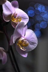idea orchidea