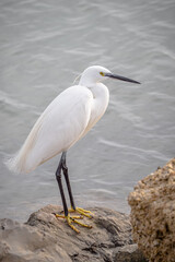 Little Egret - Egretta garzetta at the edge of the water in the south of France