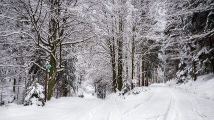Fototapeta premium Forest junction - Abzweigung im Wald