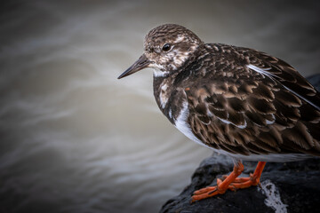 Sea bird looking for fish in the French Riviera
