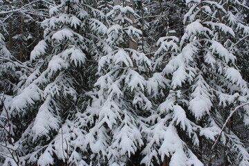 winter russian forest snow trees