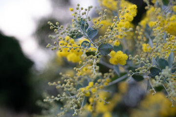 Acacia Silver Wattle blossoms
