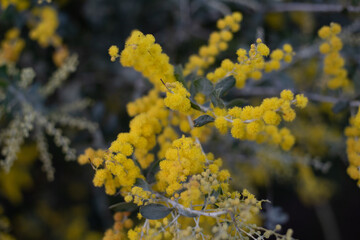 Acacia Silver Wattle blossoms