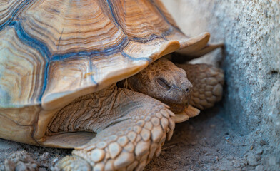 Close up shot of desert tortoise (Gopherus agassizii and Gopherus morafkai), also known as desert turtles, are two species of tortoise. desert tortoise also known as desert turtle