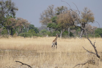 Giraffen