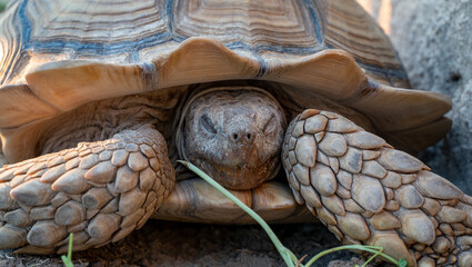 Close up shot of desert tortoise (Gopherus agassizii and Gopherus morafkai), also known as desert turtles, are two species of tortoise. desert tortoise also known as desert turtle © MSM