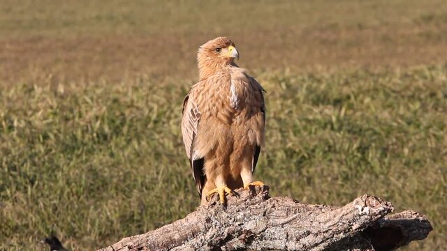 One year old Spanish Imperial Eagle at first light of day