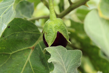 A close-up view of the young eggplant (brinjal).