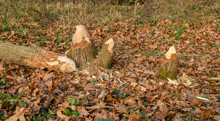fallen tree trunk eaten by a beaver