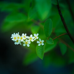 A beautiful white flowers of a bird cherry. Prunus padus tree flowering in the spring. Closeup of a hackberry flowers in Northern Europe.