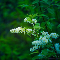A beautiful white flowers of a bird cherry. Prunus padus tree flowering in the spring. Closeup of a hackberry flowers in Northern Europe.