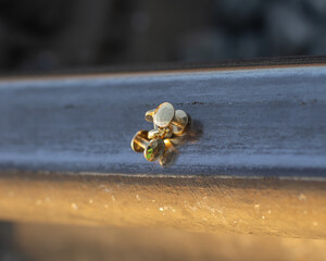 Handmade metal brass rivets located on the rail.