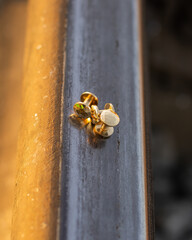 Handmade metal brass rivets located on the rail.