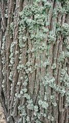 Obraz premium Pień drzewa pokryty porostami. Chrobotek.