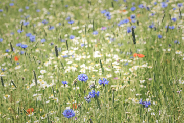 English meadow flowers in the Cotswolds fields at Snowshill in Gloucestershire