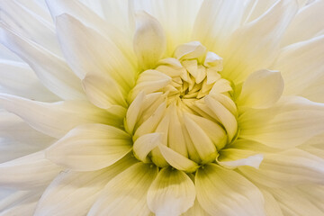 Obraz premium Close up of the centre of a yellow Dahlia on show in a village flower show