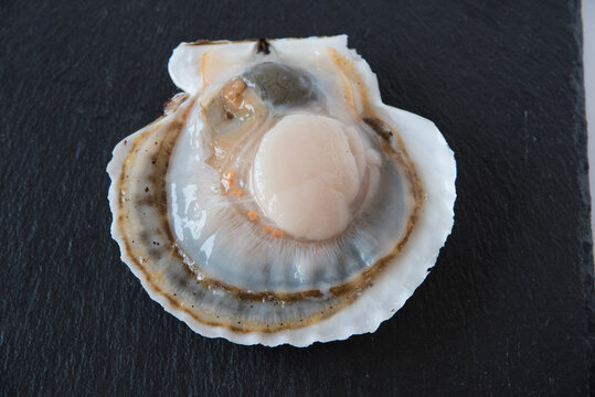 白ミル貝 の画像 29 件の Stock 写真 ベクターおよびビデオ Adobe Stock