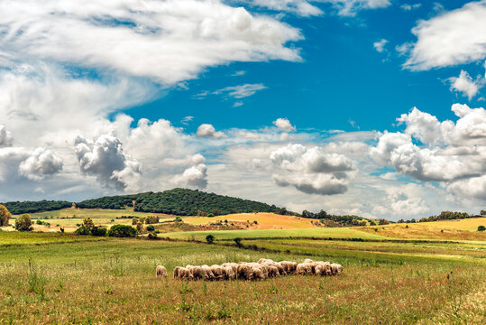 Sardegna, paesaggio di campagna con gregge di pecore in primo piano 