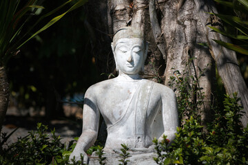 White Buddha ancient statue under banyan tree among plants in a tropical garden