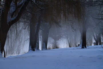 Romantische Landschaft im Schnee unter B&auml;umen mit einer Sitzbank im Nebel