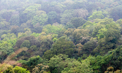 Fototapeta na wymiar Munnar, forest, Kerala, winter, forest