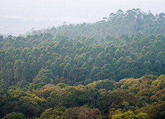 Munnar, forest, Kerala, winter, forest