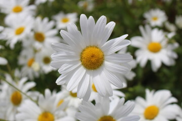 Fototapeta premium Margeriten