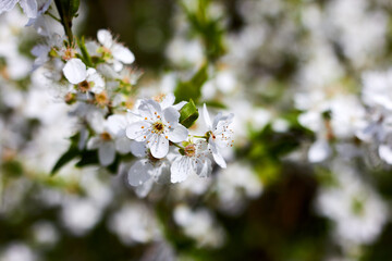 Spring cherry twigs with blooming white flowers Background with blooming flowers on a spring day. Beautiful cherry color close-up.