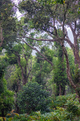 Munnar, forest, Kerala, winter, forest