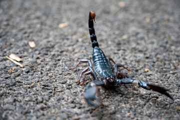 scorpion on the road