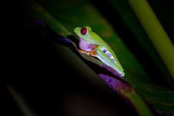 Red eye tree frog on a leaf in Costa rica