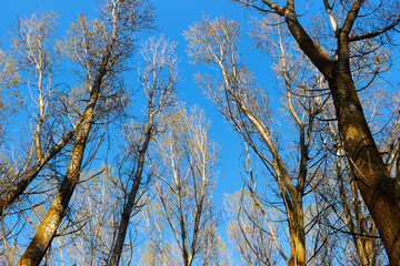 Bottom view of trunks and tops of leafless poplar in autumn with blue sky at spring Populus canadensis