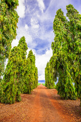 Obraz premium tree. preservation of nature and environment