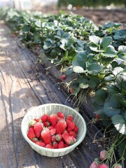 Picking fresh strawberry