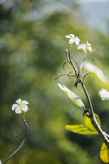 white frangipani plumeria flowers in nature