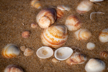 Beautiful seashells lie on the wet sand.