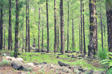 Bosque de Pinos