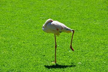 Pink flamingo on one leg on the grass